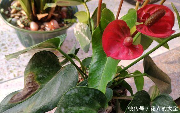  绿叶|红鹅掌养护好，绿叶出现焦边，开花数量少，老花农教你解决