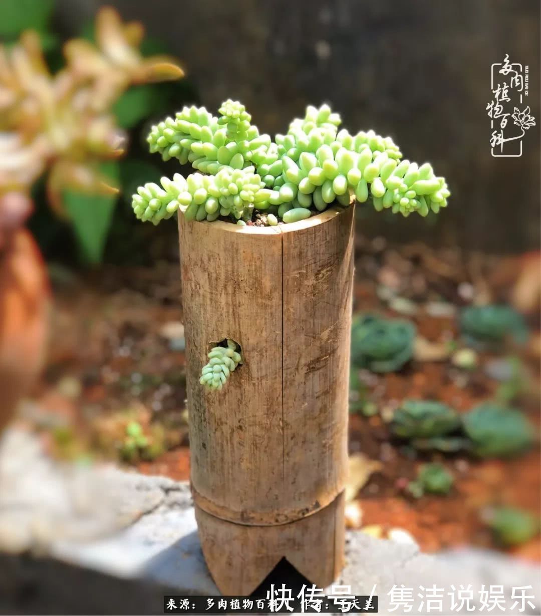 多肉遇上枯木木花盆，姑娘自己造！