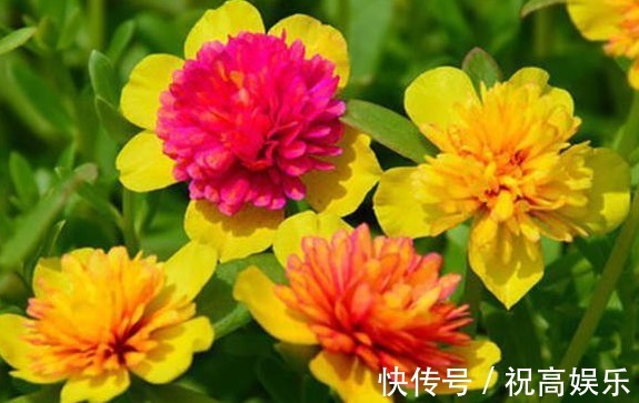 1种花,开300天,美到“假花”都失色,比月季好养,新手也养爆盆