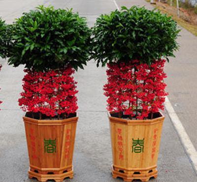 观赏价值|居家养花,首选这3种,寓意美好观赏价值极高,是盆栽佳品!