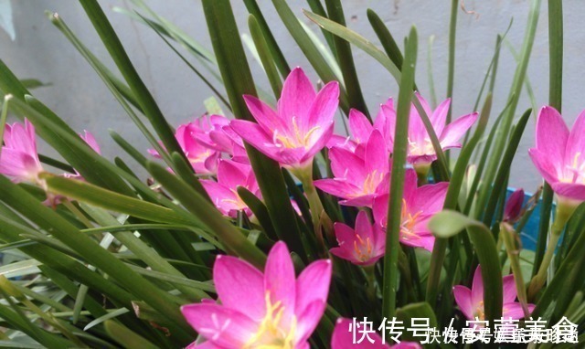 风雨兰|3种花不种就亏了，种1次年年都开花，耐寒又好养，开花非常美！