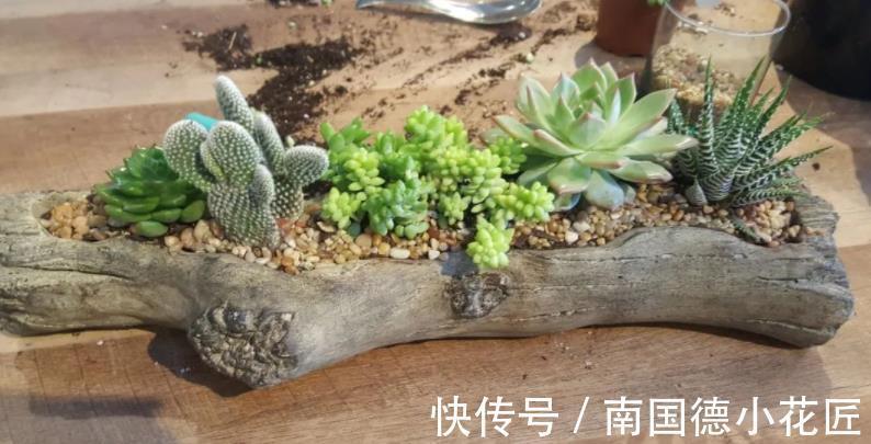 多肉|夏秋雨水多，多肉盆栽总长胡须，难道是要挂了的信号？