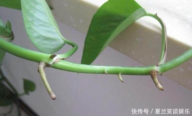绿萝的“小阀门”，打开后就疯长！叶子油绿，7天长成一大盆
