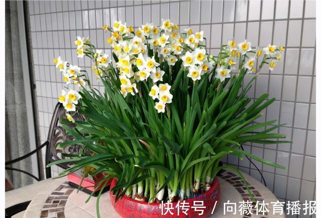 十种“大毒花”,家里经常养,越漂亮毒性越大,避开为好