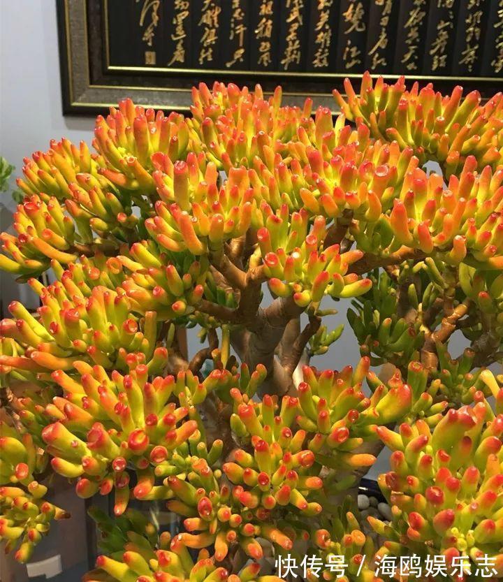 存钱筒|20年的“玉树”，叶子长成存钱筒，夏天猛晒红彤彤！