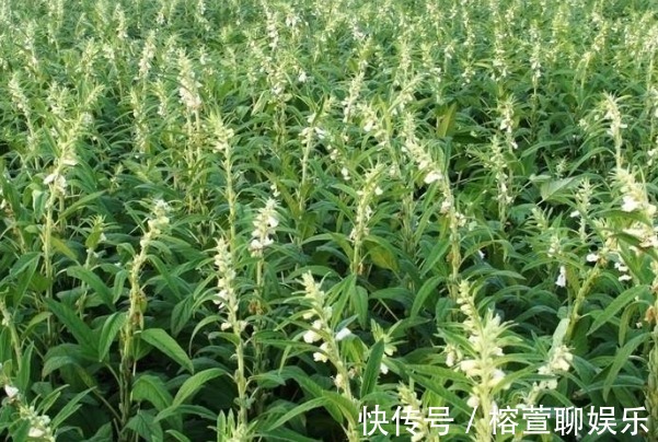芝麻叶|女人要想皮肤好,多吃4物,不仅皮肤美白有弹性,还有许多好处