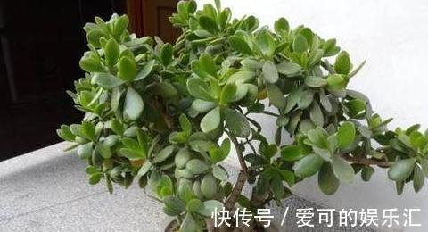 3种花不用买，捡个枝插盆里，生根快，易成活，轻松长满盆