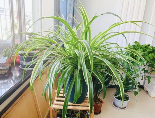 花卉|家里“肥料”不够用，出门捡“2种料”，处理后撒盆里，养分足！