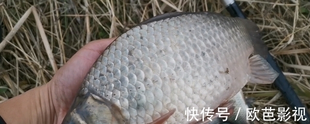 钩钓|七星漂朝天钩钓鲫鱼,挂对蚯蚓是关键,这2种挂法简单却实用