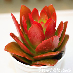 此花是花丛中绚丽火焰，艳丽缤纷，似冬日的一把火，让人奋起直追