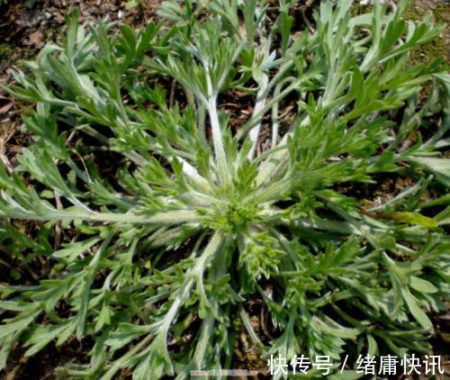 延缓衰老|女性总是皱纹太多多吃此菜,补充气血,缓解痛经,远离妇科炎症