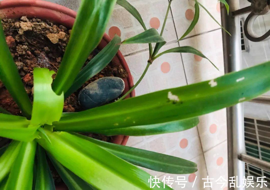 养花技巧：8种情况不能施肥，跟毒药一样，浇完花就玩完了