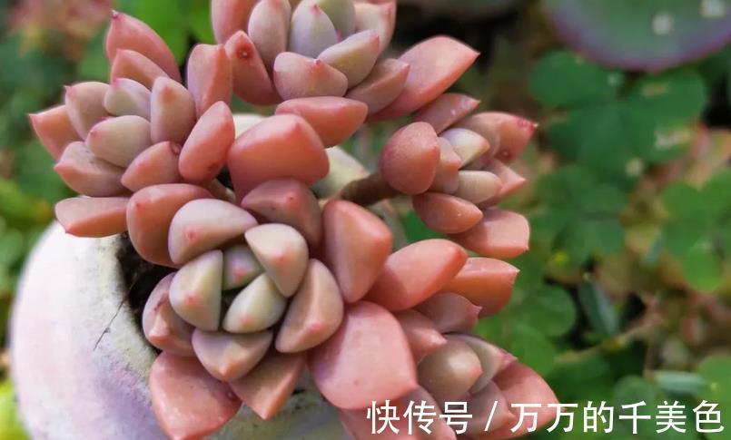 爆盆|适合新人养殖的5款多肉,它们好看又易爆盆,拿来练手正好