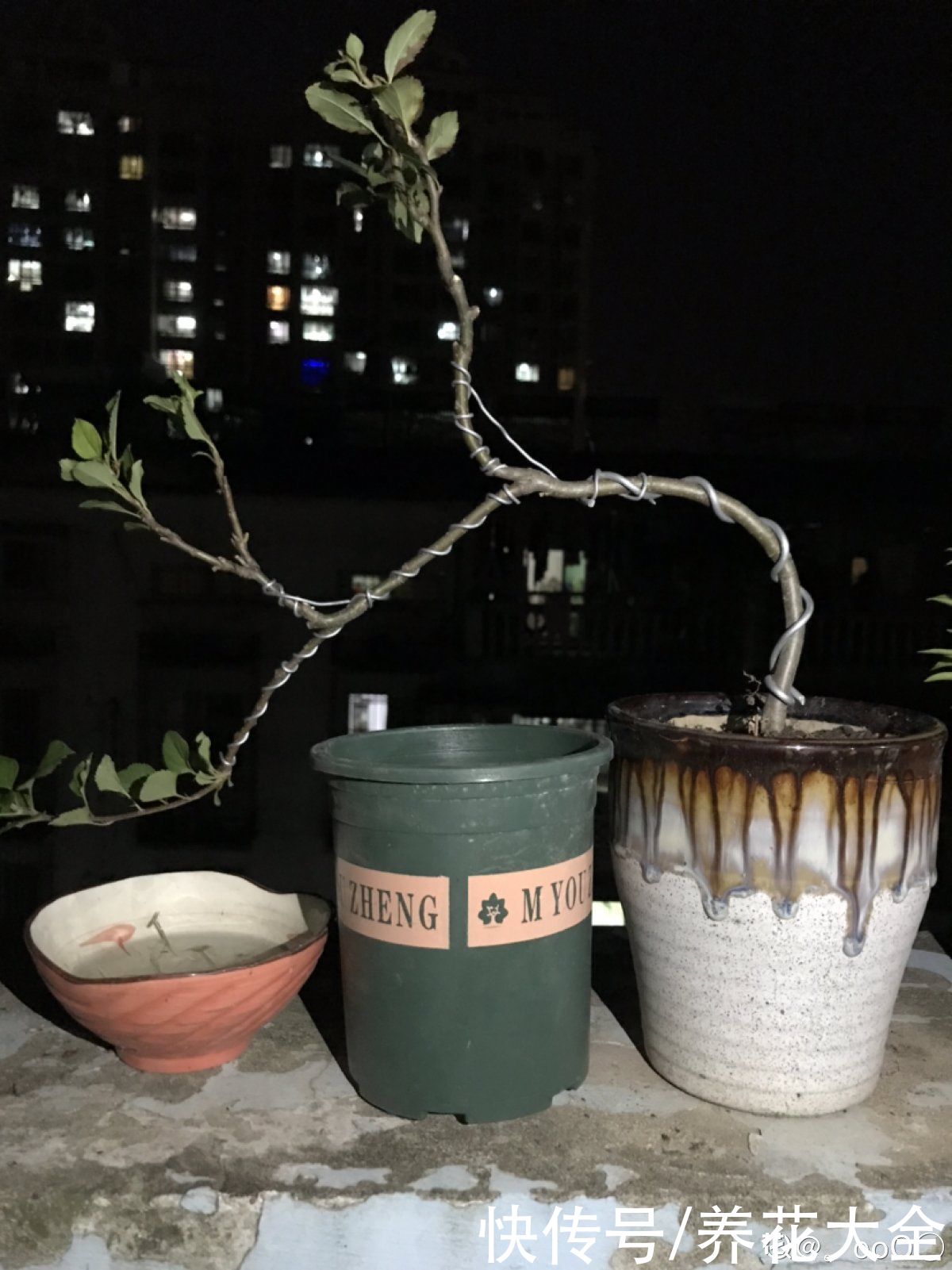 修剪|1棵苹果树,学会这6步,变成“高级”盆景