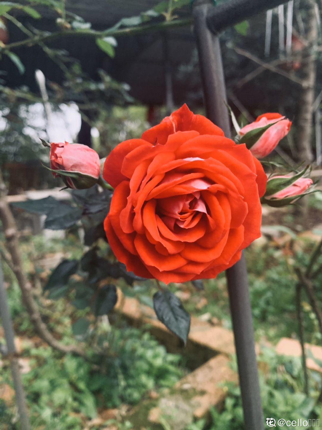 1个塑料瓶,居然有8种养花方法,省钱又好用!