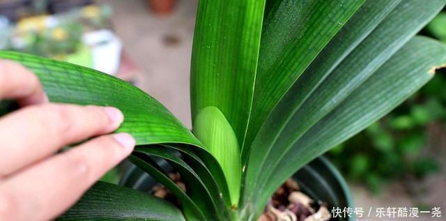 健壮|君子兰入夏要“静养”，扔一边，少管它，反而更健壮