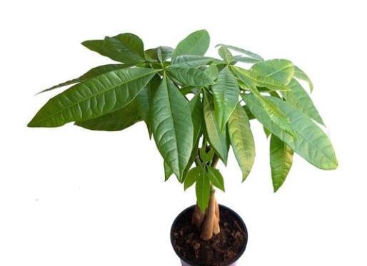 人懒还想养花怎么办？这六种花要学会控水，越懒养长得越好