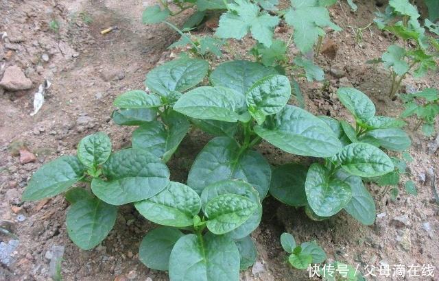 野草|遇上这一野草,请不要错过,含钙量堪比钙片,价值很珍贵