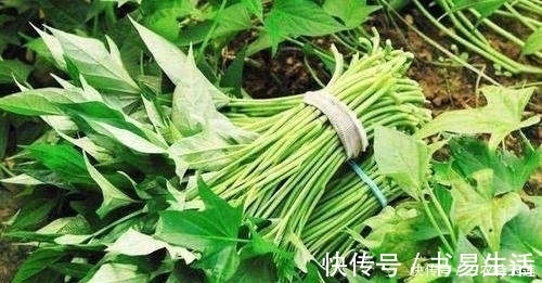 长寿菜|农村的4种“长寿菜”，过去都是用来喂猪的饲料，你认识几种？