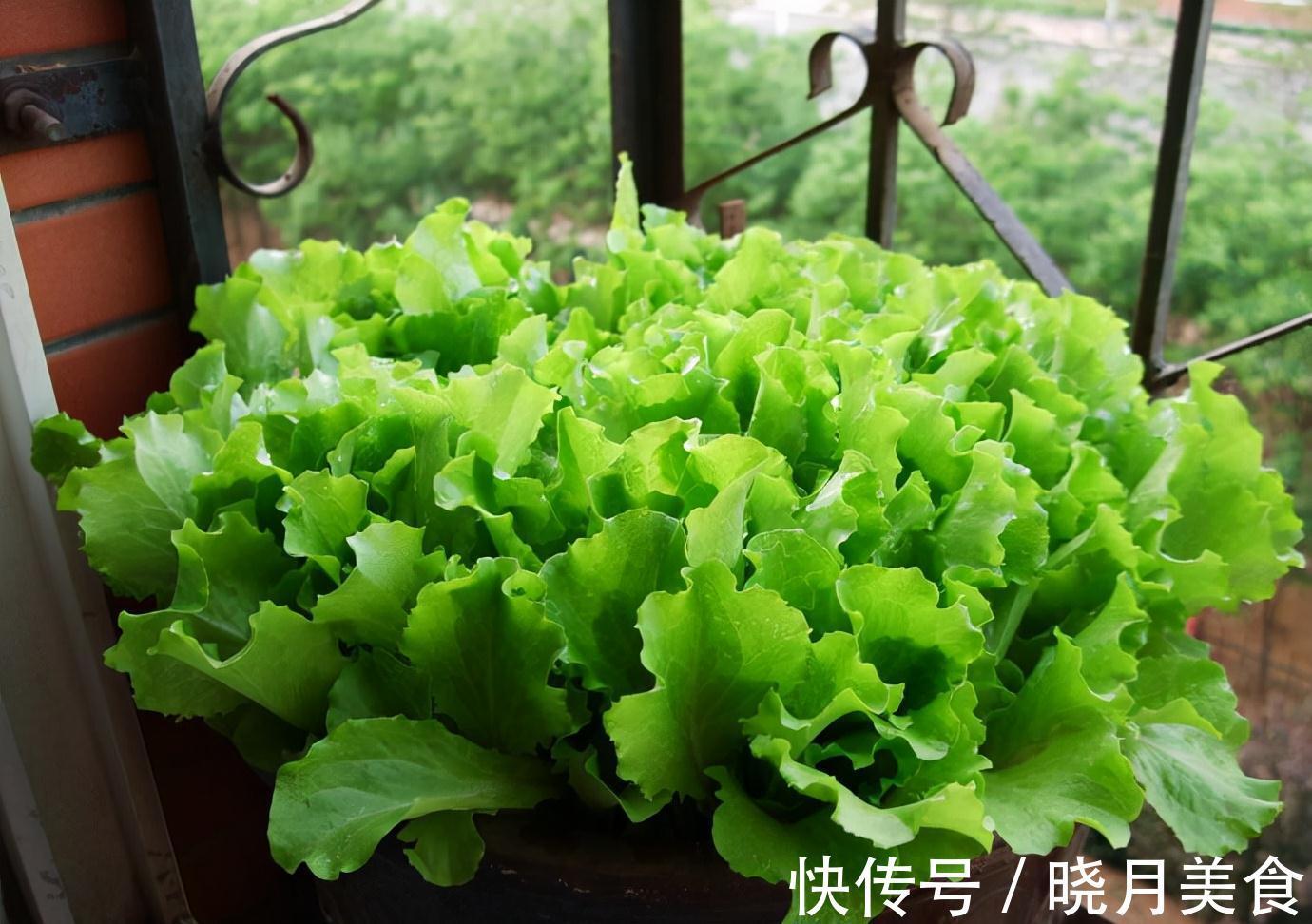 7种“蔬菜”冬天种,0度冻不死,吃一茬冒一茬,连续吃半年