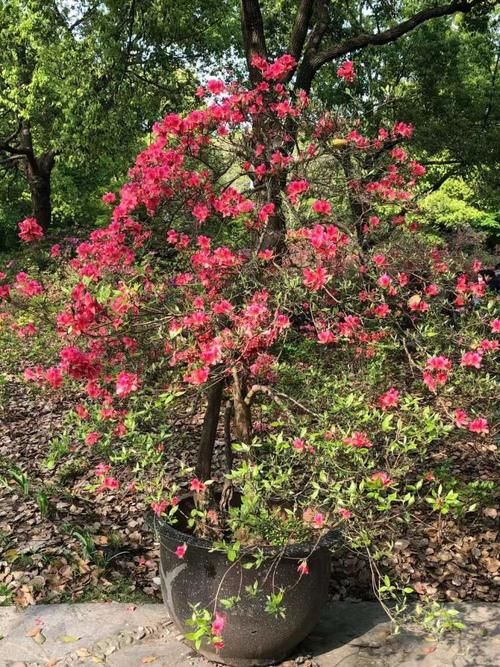 11月也有杜鹃花赏，滨江森林公园杜鹃花展今天开幕，引入新品种延长观赏期