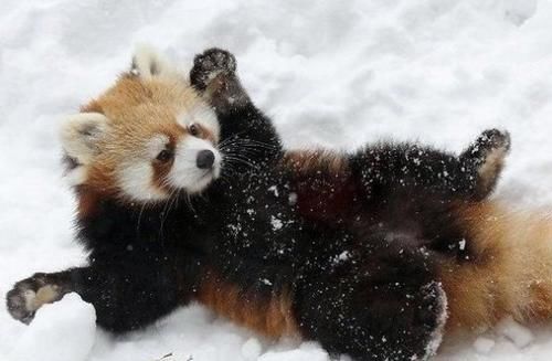 插画|乡民激推「幼稚园女孩的日常」插画!再现小浣熊威吓!