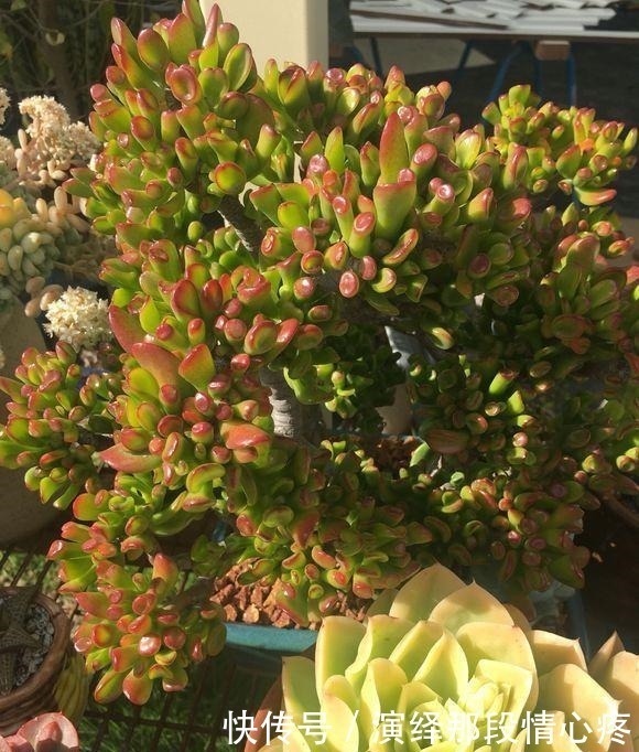 7元买的吸财树,养出“上千头”,老桩胳膊粗,比“珊瑚”还好看!