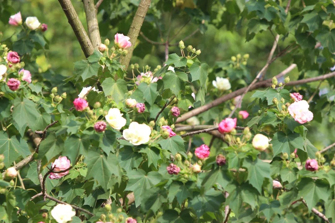 芙蓉花|秋韵，什邡这条街C位出道啦！