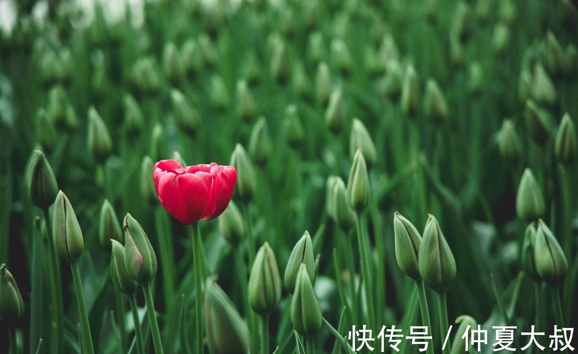 云从龙$10句流传很广的民俗谚语,句句大白话,却讲出基本的为人处世道理