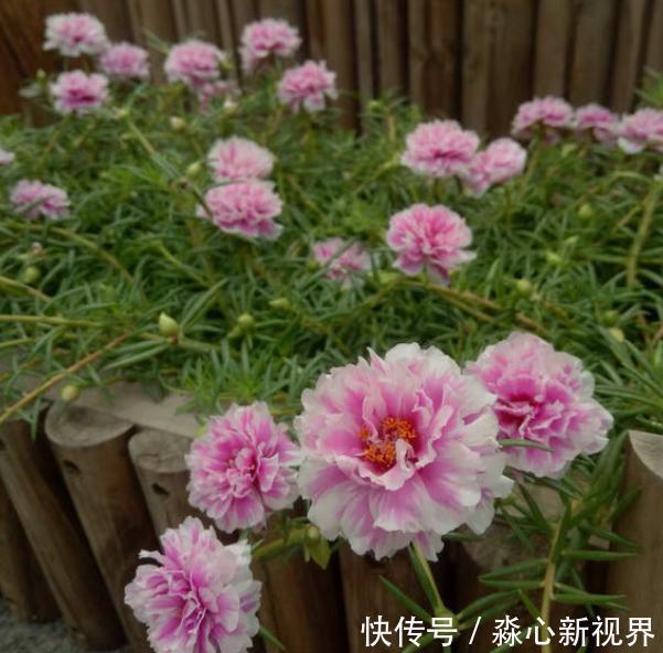 土干|太阳花特好养，给点阳光就“灿烂”，赶紧养几盆，荒地变“花海”