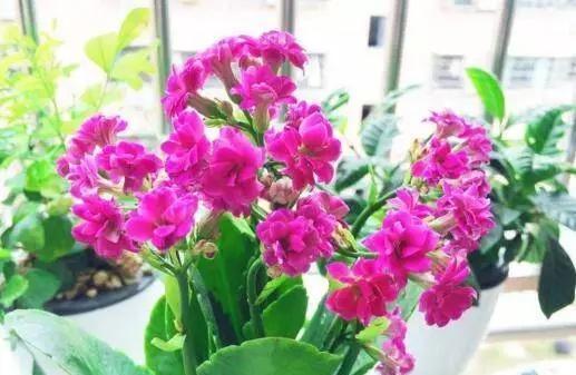 自制花肥太臭那就用点“它”,5天一小勺,绿萝长寿……都能用