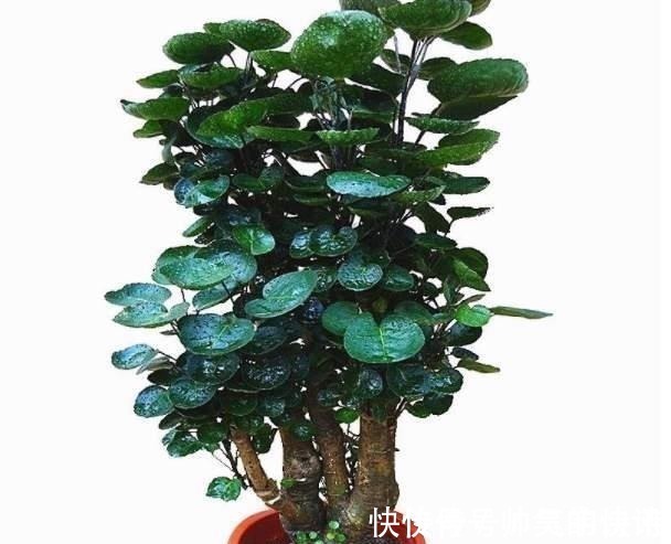 5种健康花，家里养一盆，大气高雅净化力强，福寿齐聚寓意好