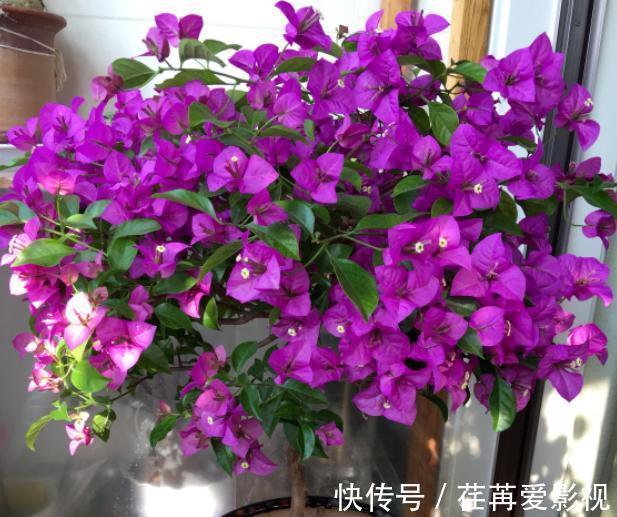 秋季盆栽三角梅，该如何保证枝干顺利开花？做到此4点就够了