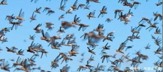 百姓|古代发生灾害的时候,为何百姓宁愿饿死也不去捕鱼充饥呢?