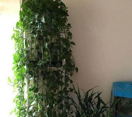 绿萝老黄叶,改掉你的坏习惯,绿萝精神抖擞,叶片油绿长得快