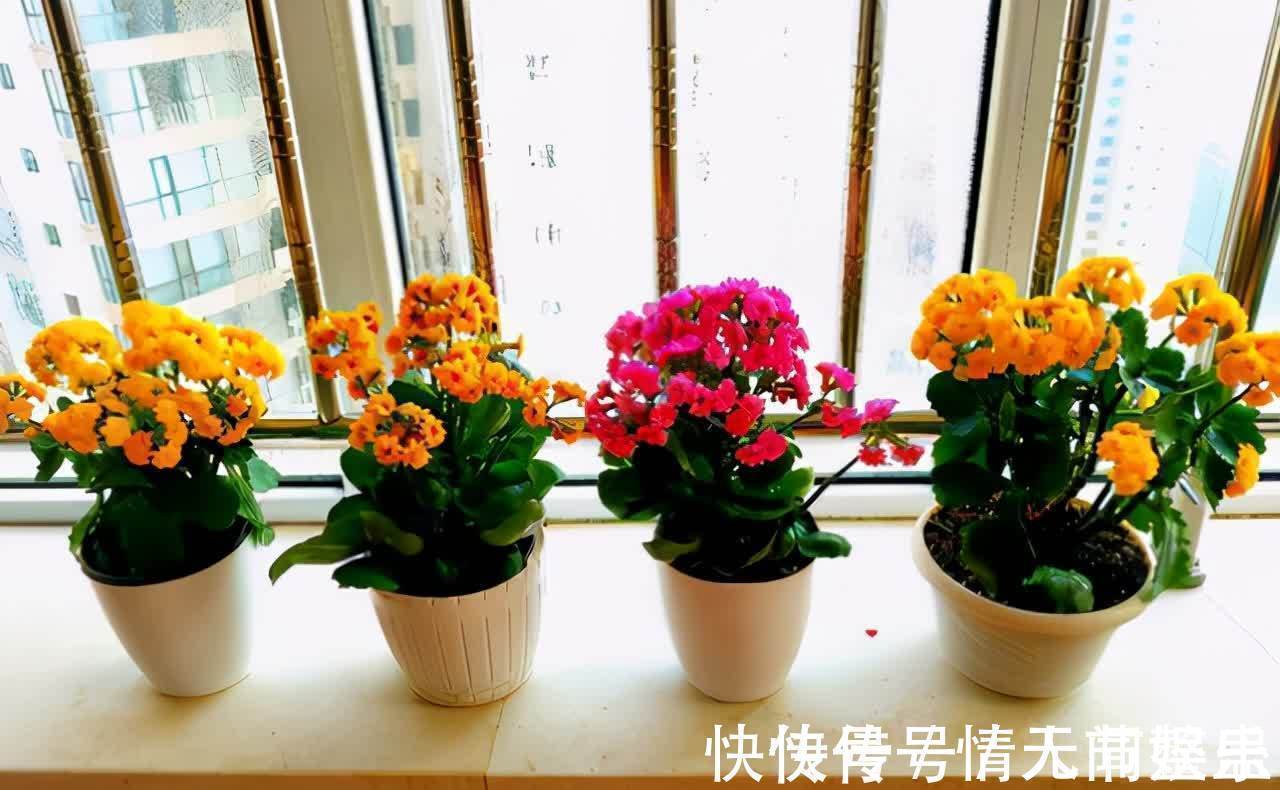 吉祥|12种花,建议养一盆,不仅吸收废气,还有“旺财添福”的美好寓意