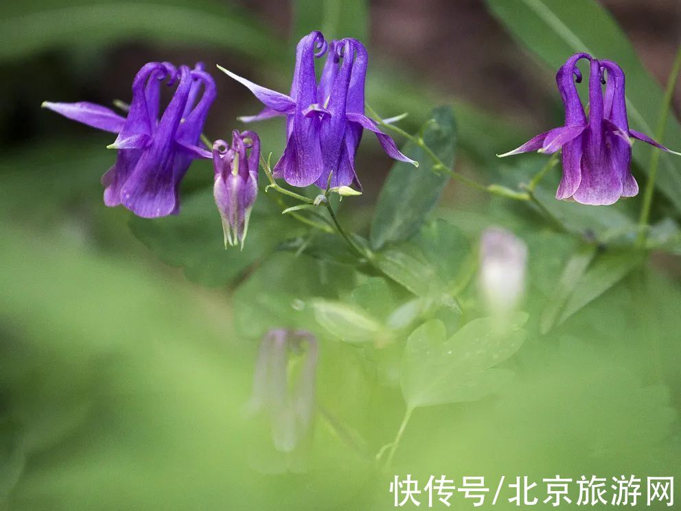 十渡|春已至，花绽放！这份房山赏花攻略请查收！