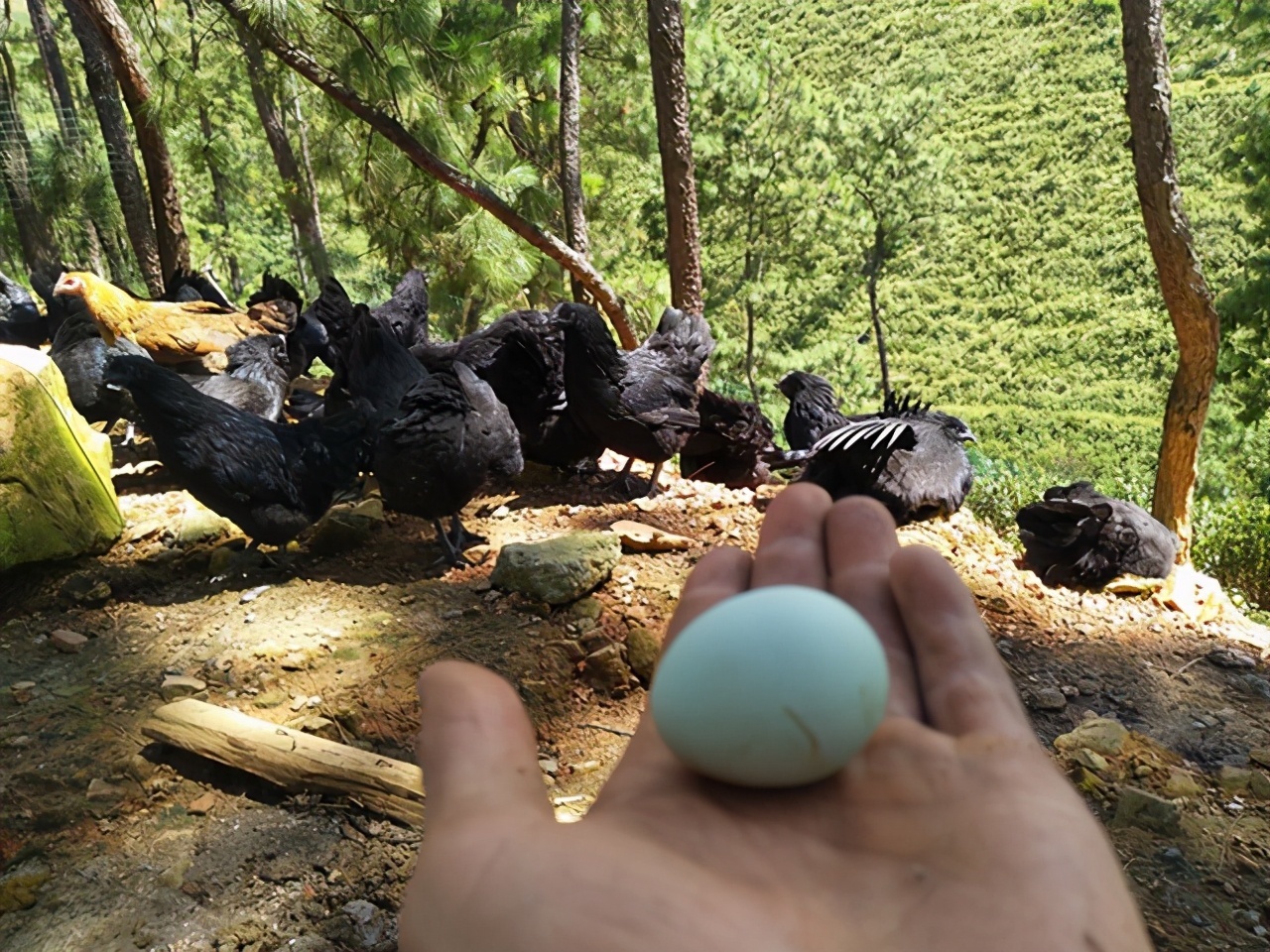 羊肉|孕期不要暴饮暴食,这几种食物可以多吃,对胎儿身体好