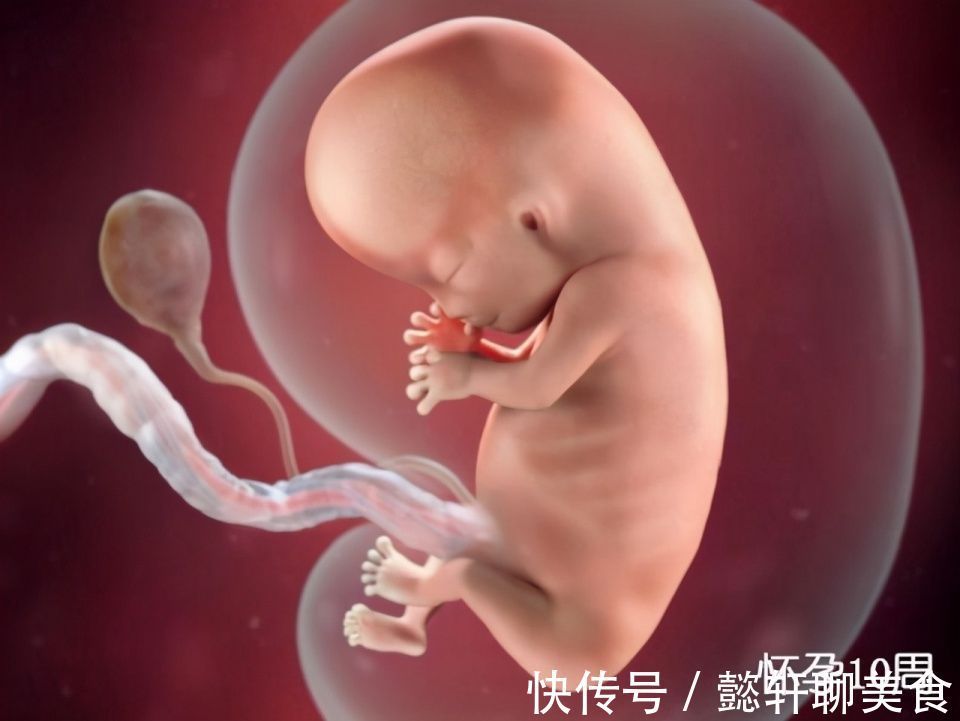 胚泡|组图了解胎儿在子宫中的生长过程,生命太奇妙了!准爸妈们看看