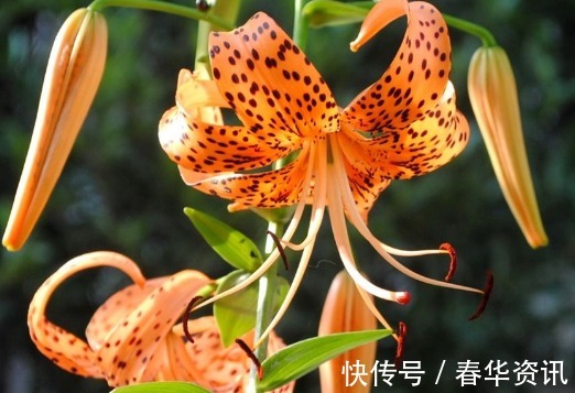 新手养卷丹百合,厨房弄点“它”,一分钱不用,盆盆“花儿爆”