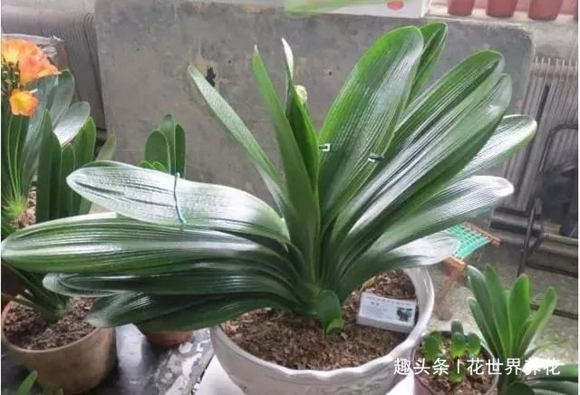 给君子兰换盆，5个要点要“记牢”，服盆快，不烂根！