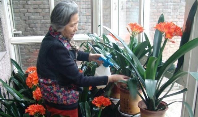 开花|王大姐养君子兰,“插”个叶到土里,一盆成10盆,每盆开花都美爆