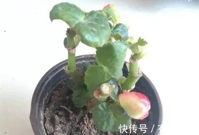 现在养花要重剪,剃光头,撸光叶,越狠越爆盆