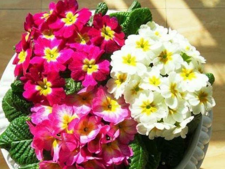 夏天养此款花卉,花期200多天,365天开不停,养几盆,全年有花赏