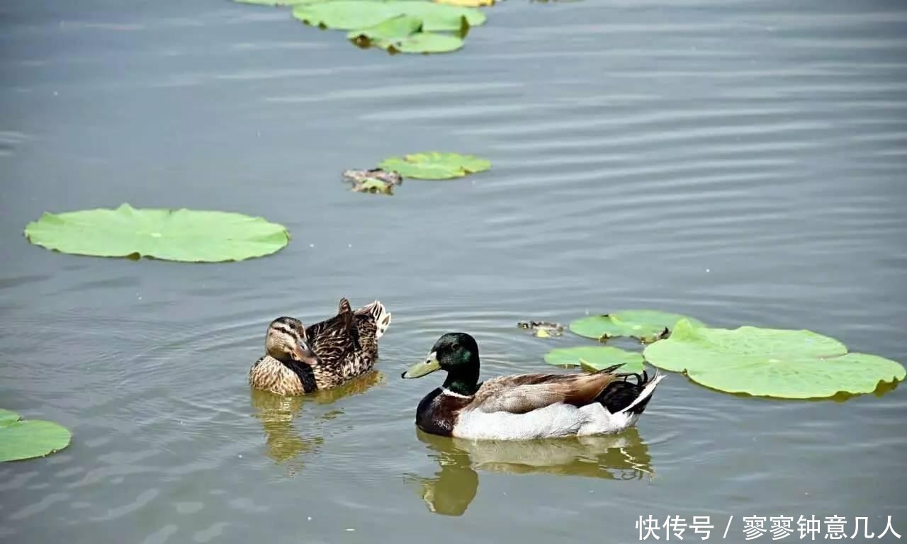 游白洋淀赏荷花, 寻找嘎子哥的影子