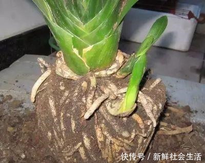 养花换盆换土，记得做关键“1步”，不然全是“白干”，别忽视！