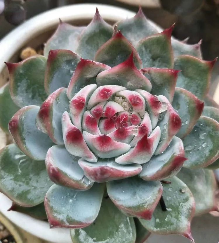 观音莲|90后川妹子的“丑肉”逆袭记!时光不弃,多肉常在!