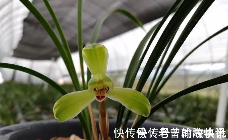 天价|曾经天价的8种兰花,如今跌落神坛,普通人也买得起