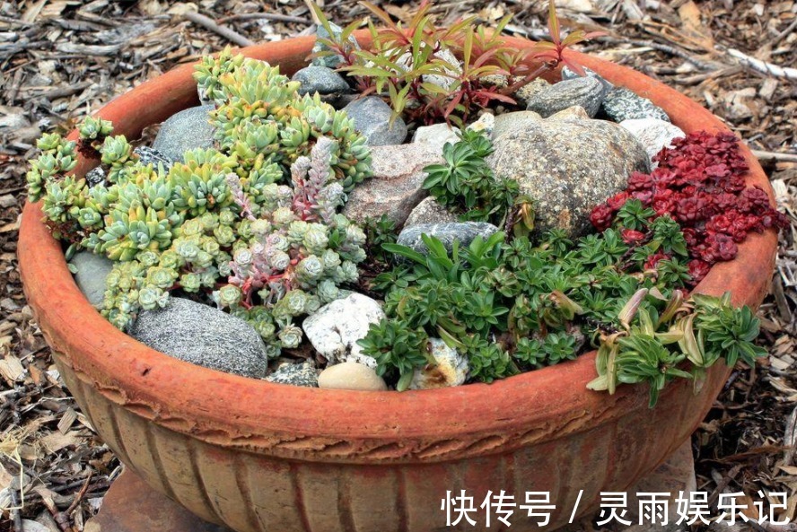 天气渐热，盆栽多肉这3地方该小心了，不然度夏难、化水易