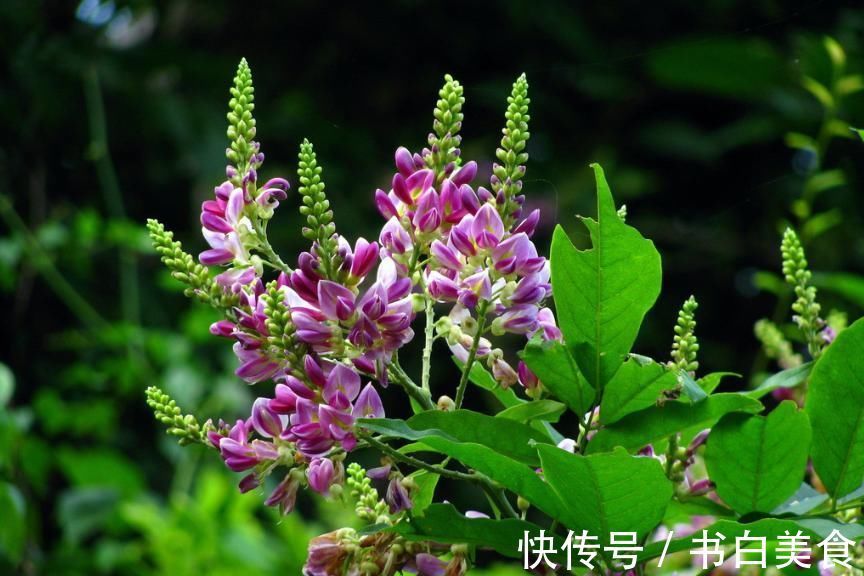 方子|张仲景一个神奇的配方,5味药,疏通气血,搞定从头到脚的麻木